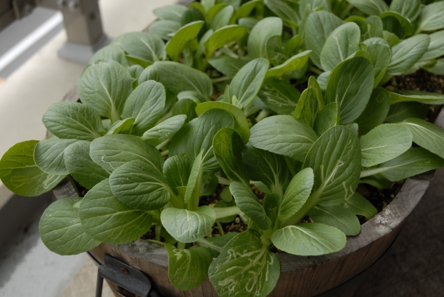 プランターでのチンゲンサイ栽培方法