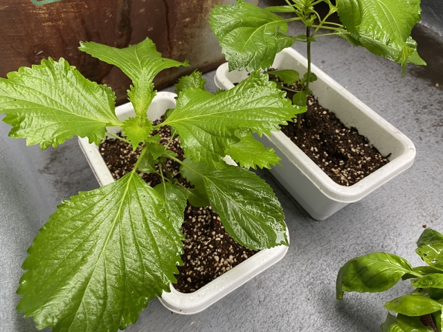 プランターで育てるシソ（大葉）：基本から収穫までのガイド