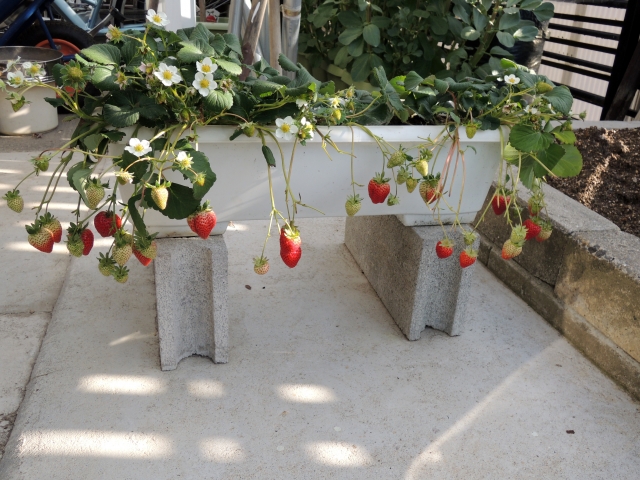 まとめ プランターでのいちご栽培について