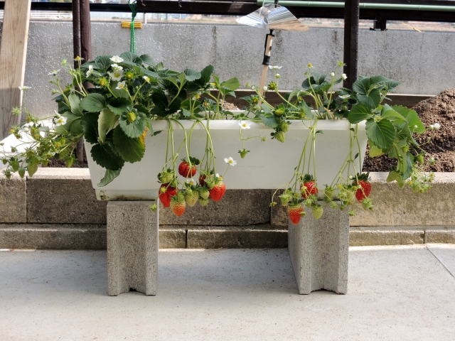 イチゴの育て方のポイント