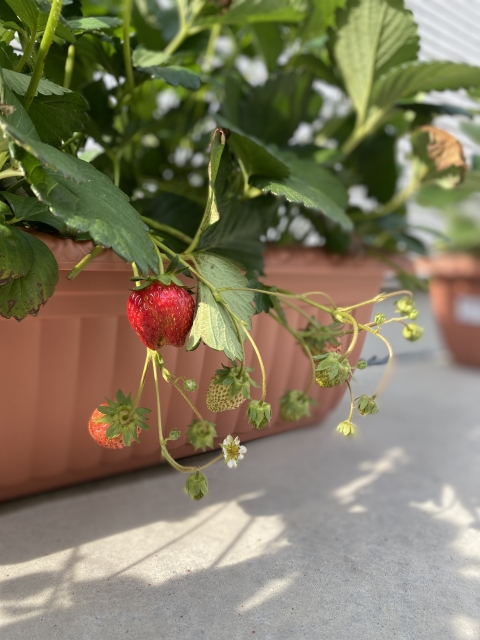 いちご栽培のプランター選びと土作り