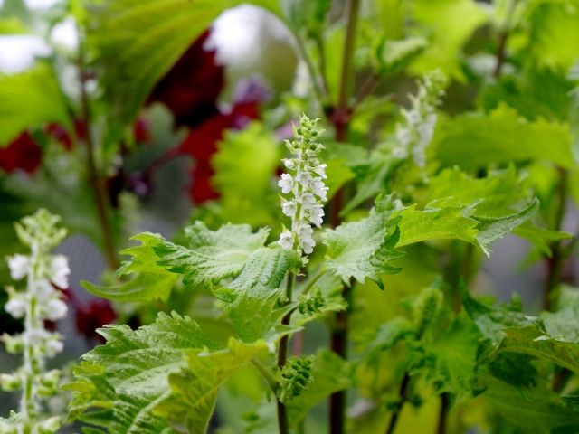 シソ（大葉）の育て方