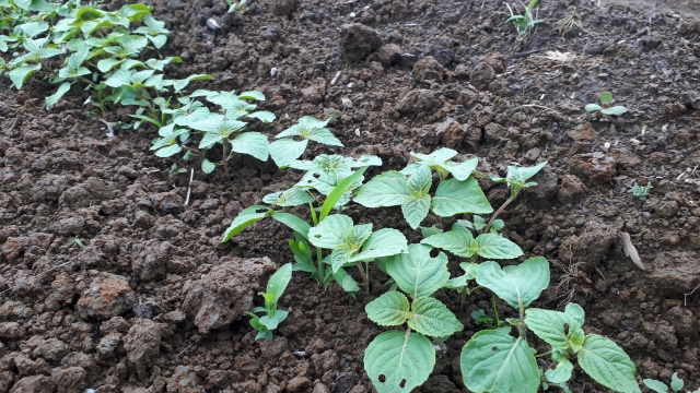 まとめ エゴマの栽培方法