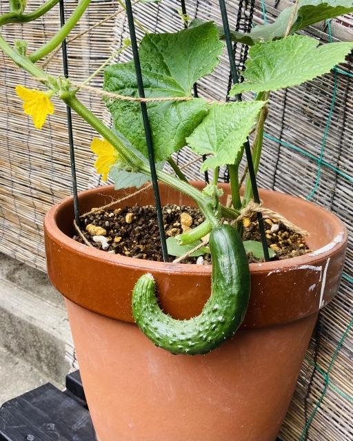 きゅうりを育てる方法 支柱の設置と誘引方法