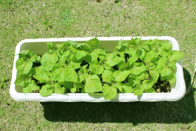 シソ（大葉）の収穫と保存