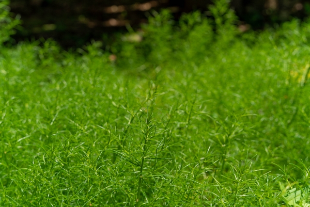 オカヒジキを簡単栽培！初心者でも美味しく育てる方法