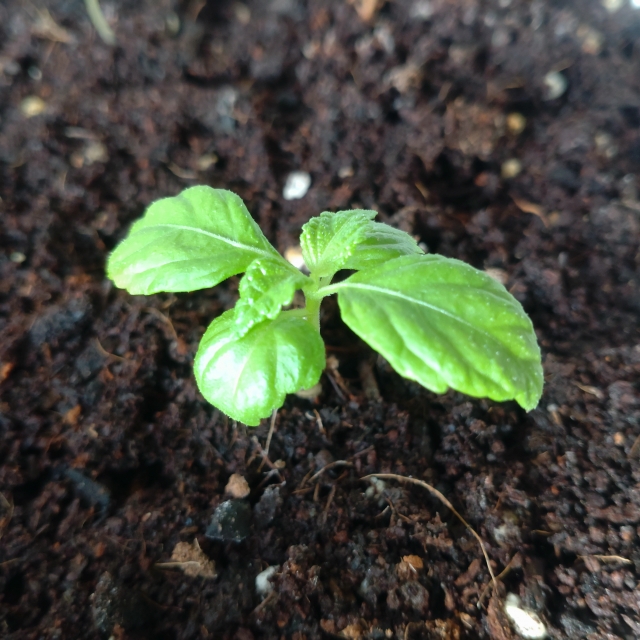 紫蘇(大葉) 苗の植え付けの利点