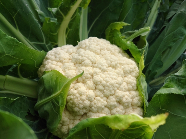 美味しいカリフラワーの収穫と保存