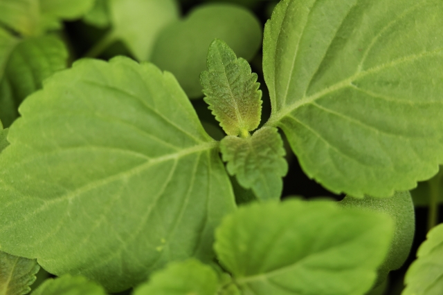 エゴマの育て方：水やり、肥料、お手入れ