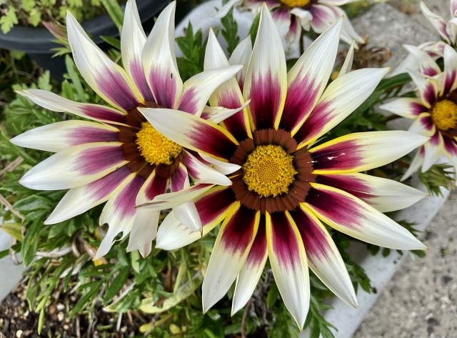 まとめ ガザニアの育て方