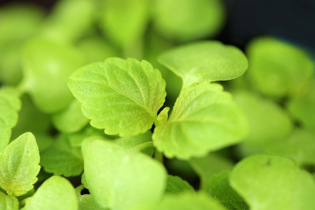 プランターでのエゴマ栽培