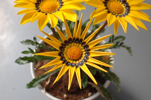 ガザニアの水やりと肥料