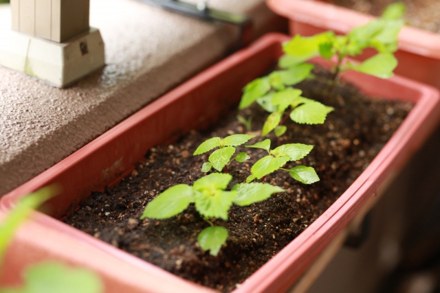 苗の植え付けの準備と土選び