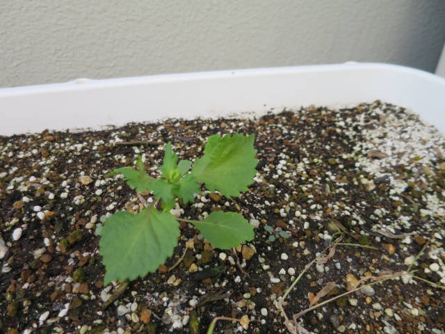 シソ（大葉）の苗の選び方と準備