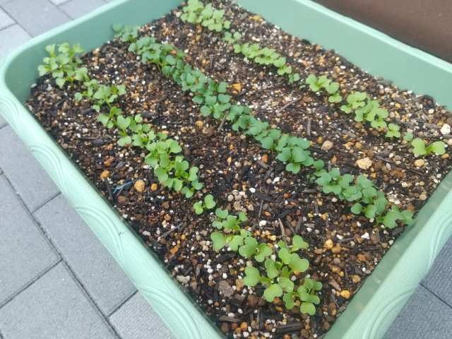 チンゲンサイ 種まきから収穫までの手順