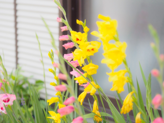 グラジオラスの植え付けと育て方