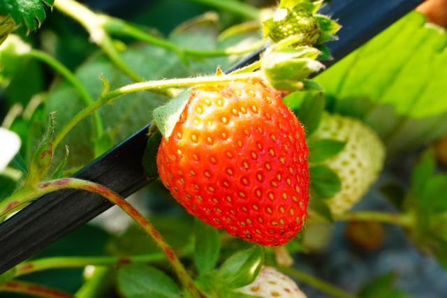 イチゴの収穫とランナーの処理