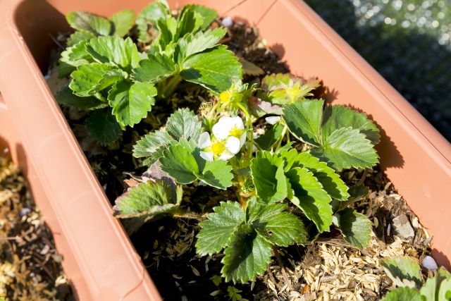 イチゴの苗選びと植え付け