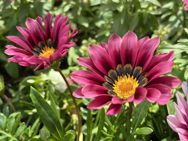 ガザニアの基本情報