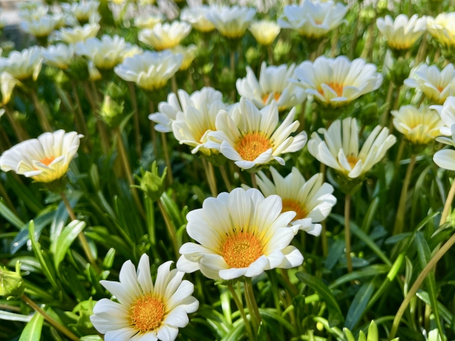 ガザニア栽培のコツ：花を美しく咲かせる秘訣を初心者向けに解説！