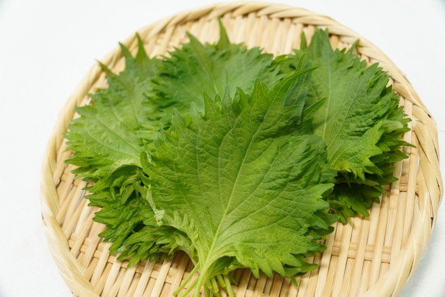 シソ（大葉）の収穫時期と方法