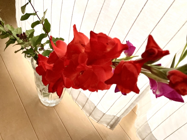 グラジオラスの魅力と特徴