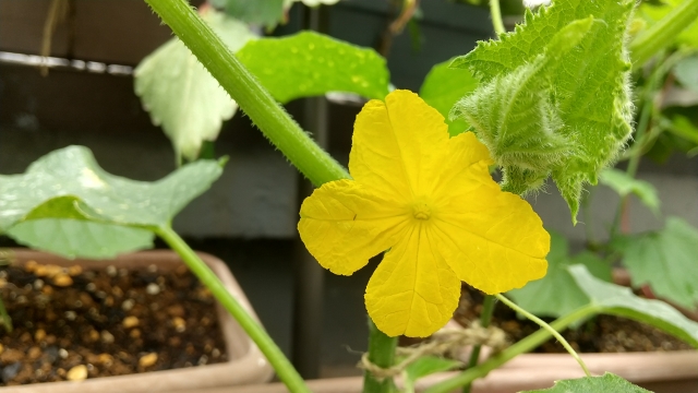 キュウリの育て方