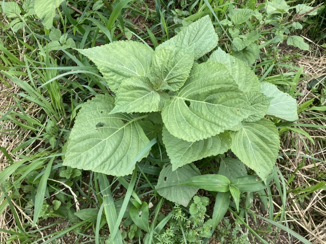 エゴマの栽培適地と時期