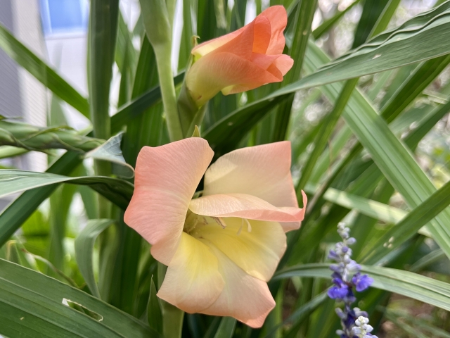 グラジオラスの育て方に関するよくある質問