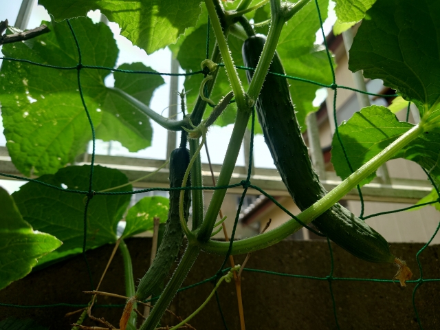 きゅうり栽培用のプランター選びと土づくり