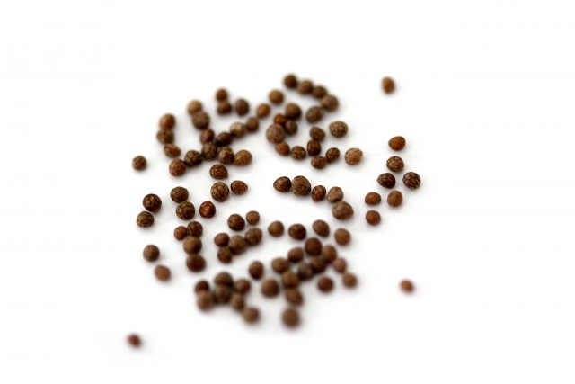 紫蘇(大葉) 種まきの利点