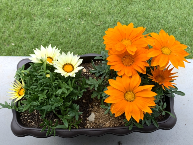 ガザニアの種まき