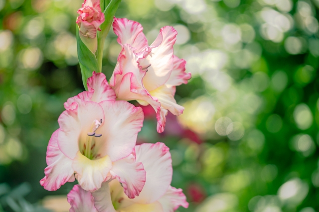グラジオラスの育て方を紹介｜植え付けから開花後の対処法まで