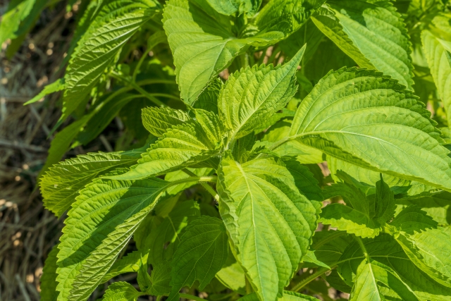 エゴマをプランターで育てよう！初心者向け栽培マニュアル