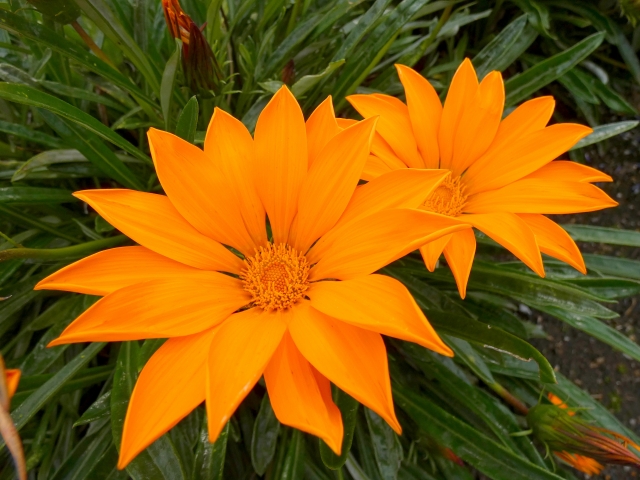 カザニアの日当たりと置き場所