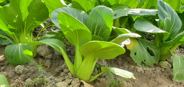 チンゲンサイ栽培の基礎知識
