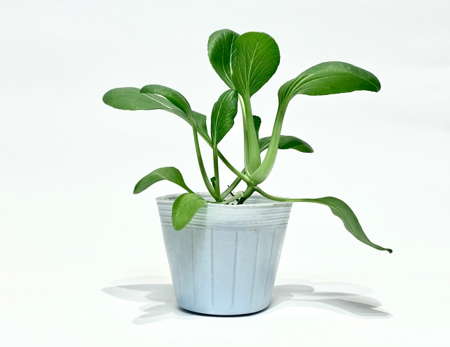 おすすめのチンゲンサイ品種