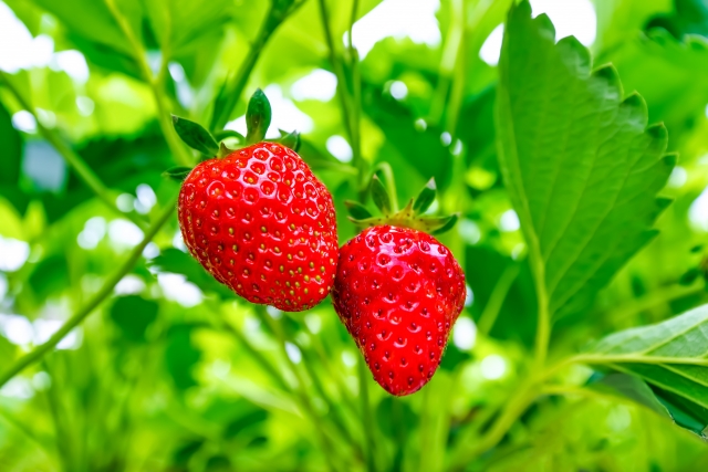 イチゴをプランターで簡単栽培！初心者でも成功するコツを知りたい！