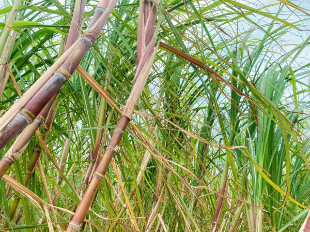 サトウキビの育て方の基本