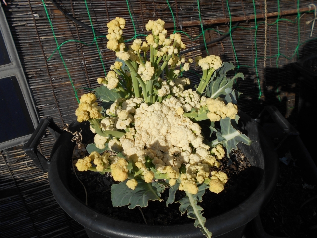 プランター栽培でカリフラワーを育てる
