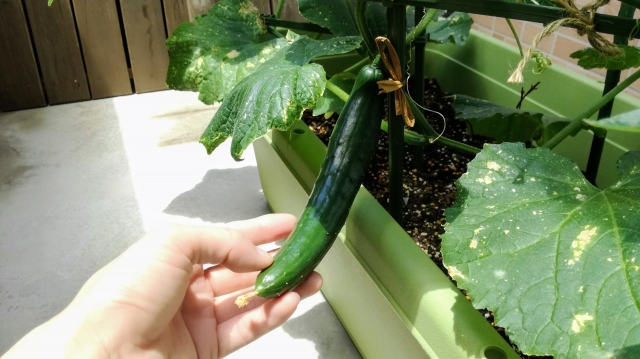 キュウリをプランターで育てる方法｜種まきから収穫まで紹介します