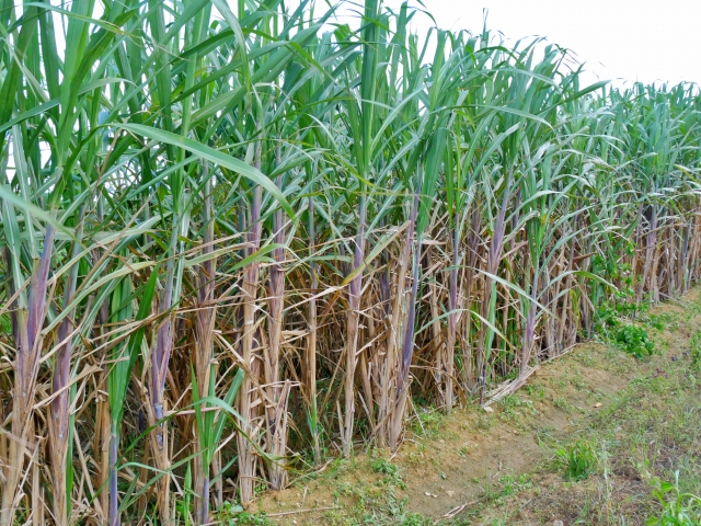 サトウキビの収穫と利用