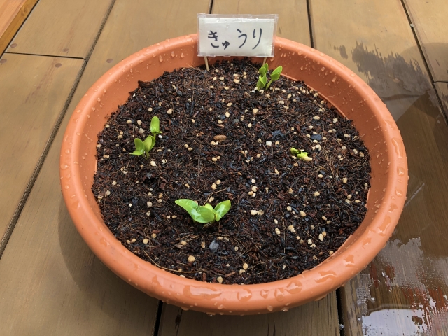 きゅうり栽培 適切な土壌の選び方