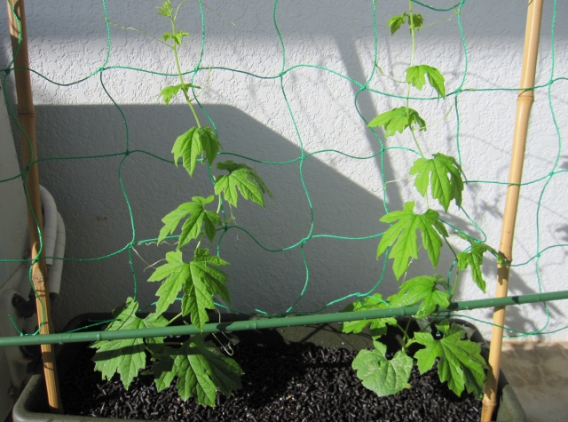 ゴーヤ 苗の植え付け