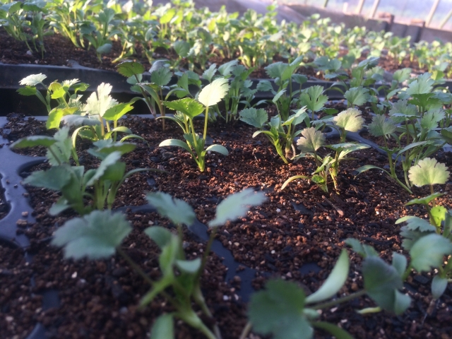 パクチーの生育環境と管理方法