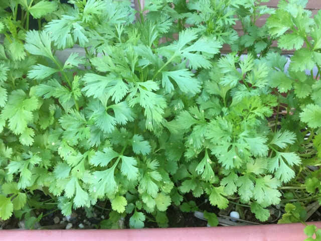 パクチー(コリアンダー)のプランター栽培｜自宅で楽しんで育てる方法