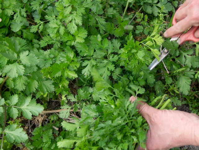 パクチーの収穫と活用法
