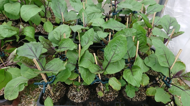 ナスの苗の植え方と初期ケア
