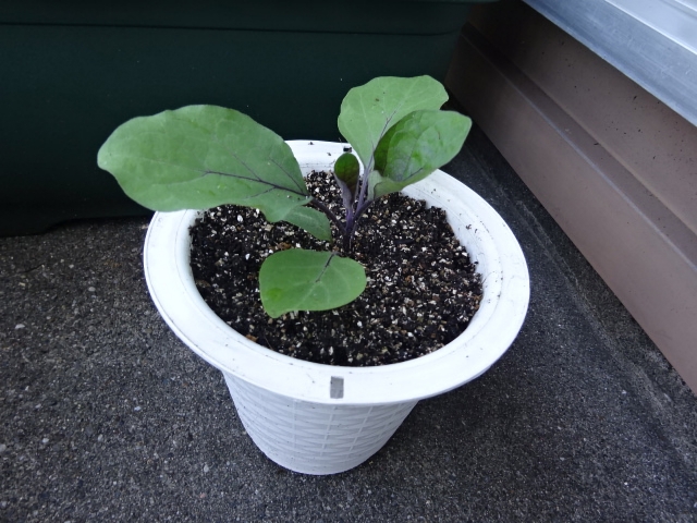 ナスの植え方
