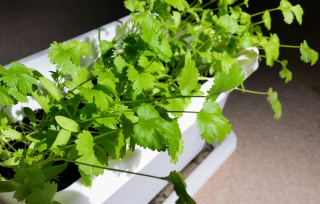 パクチー栽培にはどのようなプランターを選んだらいい？